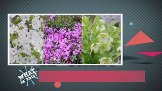 Basic Lexis 18 – The spring garden [English Club TV]