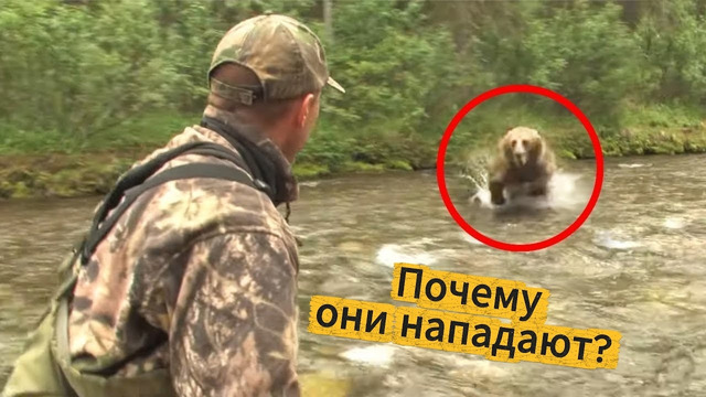 ПОЧЕМУ НАПАДАЮТ МЕДВЕДИ