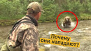 ПОЧЕМУ НАПАДАЮТ МЕДВЕДИ