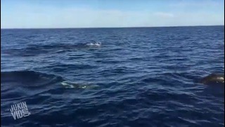 Киты и дельфины Удивили Рыбаков