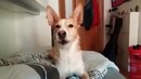 Luis fonsi – Despacito (Dog version)