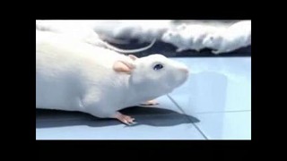 История одной крысы/One rat short