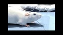 История одной крысы/One rat short