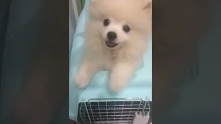 Puppy Pops Out of it’s Cage #short