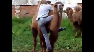 Мужик убегает от верблюда