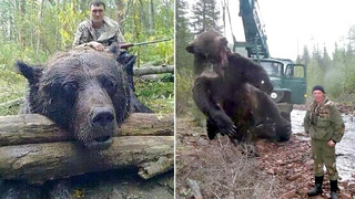 Пойман Самый Огромный Медведь в Мире! Аномально Большие Животные