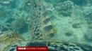 Большой барьерный риф глазами черепахи