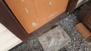 Как щенки просят кушать АЛАБАЙ / очень милое видео