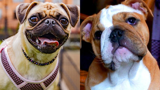 Who wins: Bulldog VS Pug | Funny Pet Videos