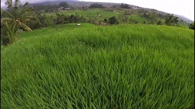 Гигантские рисовые поля джатилувих на бали