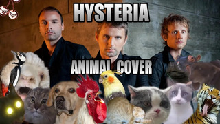 Muse – Hysteria (Animal Cover)