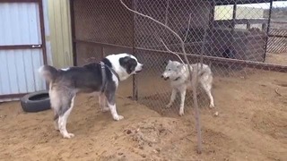 Волкодавы ⁄ 5 собак способных убить волка