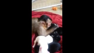 Обезьянка и новорожденные щенки