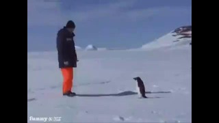 Человек против пингвина