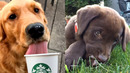 Who Wins: Golden Retriever vs Labrador Retriever