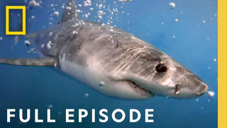 Camo Sharks (Full Episode) | National Geographic