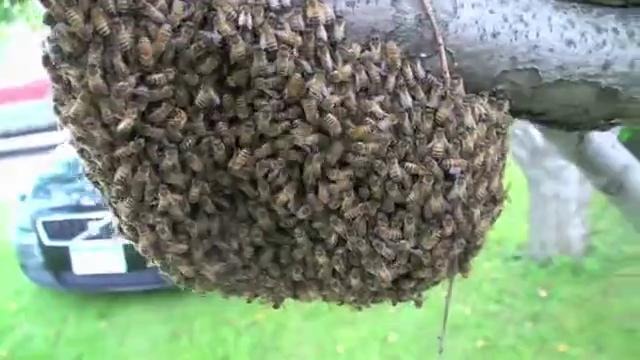 Улей диких пчел