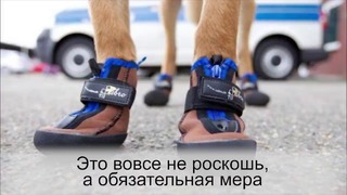 Вот зачем Европе массово обувают полицейских собак в специальные ботиночки