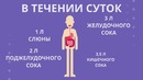 Briefly – Удивительные факты про тело человека