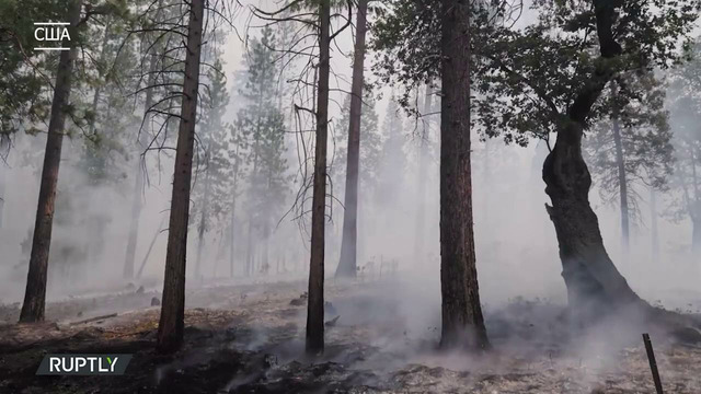 Пожар выжигает гордость США: огромные секвойи в Калифорнии. В Китае после наводнения рекордная жара