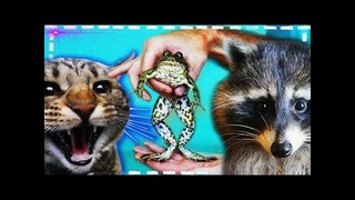 Реакция на живую лягушку енота хайпа и кота штирлица