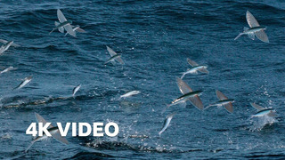 Flying Fish Picked Off From Above And Below | 4K UHD | The Hunt | BBC Earth