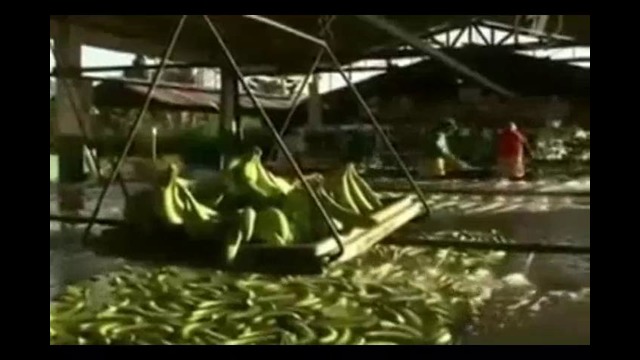 Как выращивают и собирают бананы