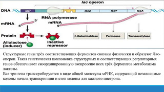 Генная регуляция