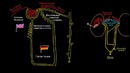 Биология – Строение нефрона