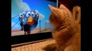 Как котенок смотрит мультик