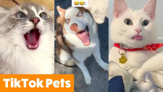 TOO CUTE! Tiktok Pets That Will Make You Smile | Funny Pet videos