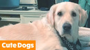 Cut Funny Dog Bloopers | Funny Pet Videos