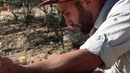 Worst Insect Stings EVER