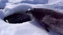 Тюлень нормально все Рыбачишь