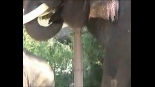 Ученые нашли говорящего слона в зоопарке