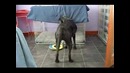 Спокойной ночи, собачка
