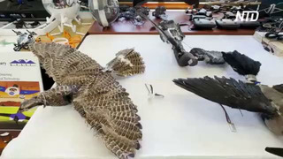 Учёные делают дроны с птичьими перьями, чтобы внедрять их в стаи пернатых