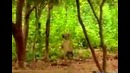 Обезьяна надоедает тиграм