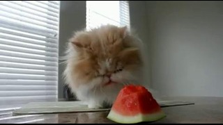 Кошка с собакой едят арбуз