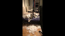 Husky Destroys Bedroom #shorts