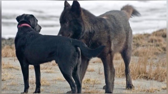 Хозяин в ужасе смотрел как волк приближался к его собаке