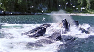 Magnificent Whale Moments Caught On Camera | Top 5 | BBC Earth