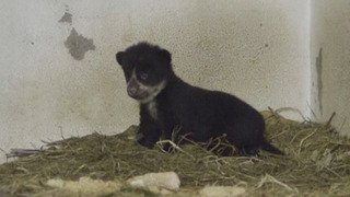 Редкий андский медвежонок родился в зоопарке в Колумбии