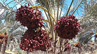 Финиковая пальма – королева оазисов | Как это растет