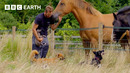 These Dogs Have Their Own ‘Country Club’ | The Wonderful World of Puppies | BBC Earth