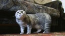 Говорящий кот Тихон