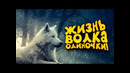 Я волк! – так проходит мой день! – wolfquest