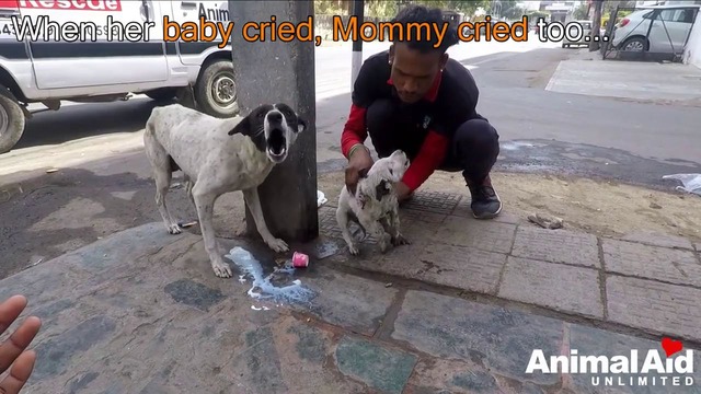 Собака-мать плачет над своим раненым щеночком. Счастливый конец грустной истории