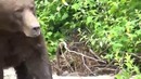 Опасная работа снимать медведей