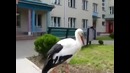 Аист приземлился возле родильного дома